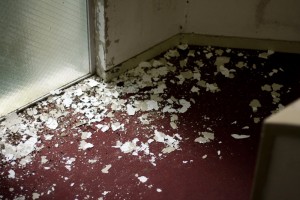 https://www.ornumtrauts.com/files/gimgs/th-162_IMG_0073.jpg