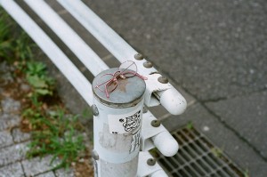 https://www.ornumtrauts.com/files/gimgs/th-184_000020960014sml_v2.jpg